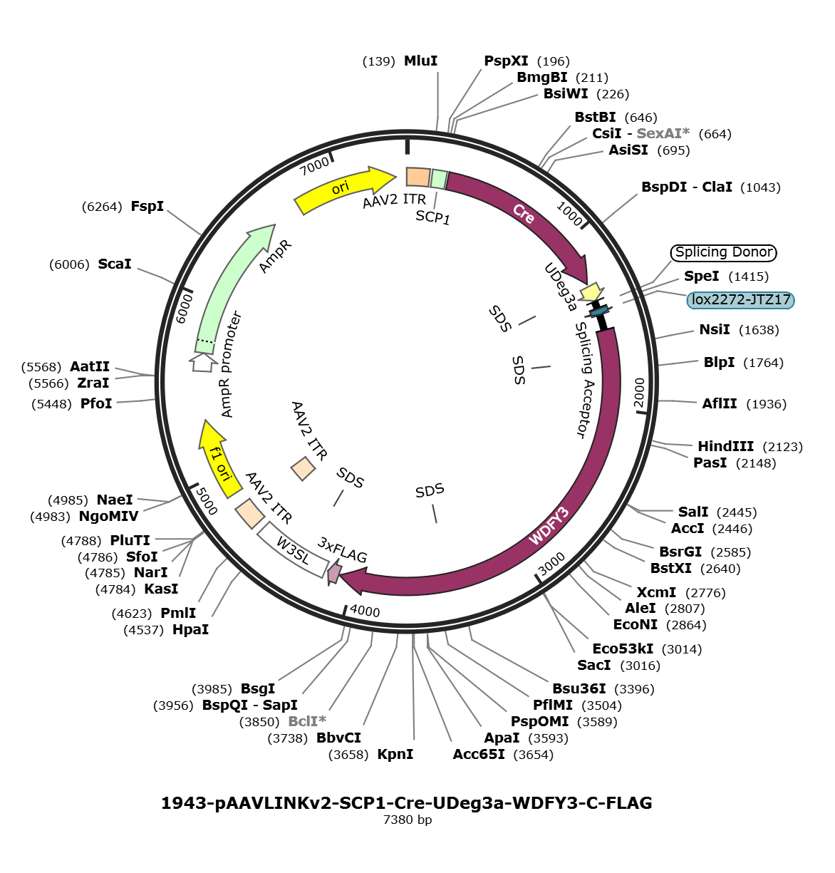 pAAVLINKv2-SCP1-Cre-UDeg3a-WDFY3-C-FLAG载体图谱