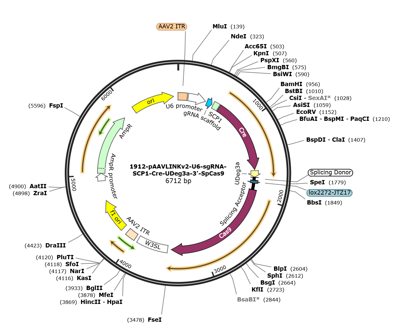 pAAVLINKv2-U6-sgRNA-SCP1-Cre-UDeg3a-3-SpCas9载体图谱