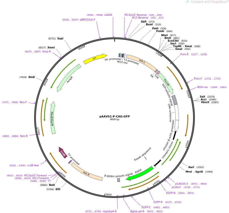 pAAVS1-P-CAG-GFP质粒图谱