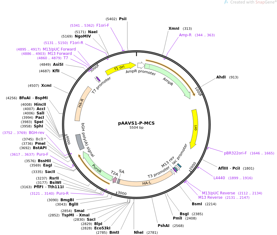 pAAVS1-P-MCS质粒图谱
