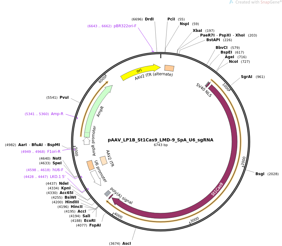 pAAV_LP1B_St1Cas9_LMD-9_SpA_U6_sgRNA载体图谱