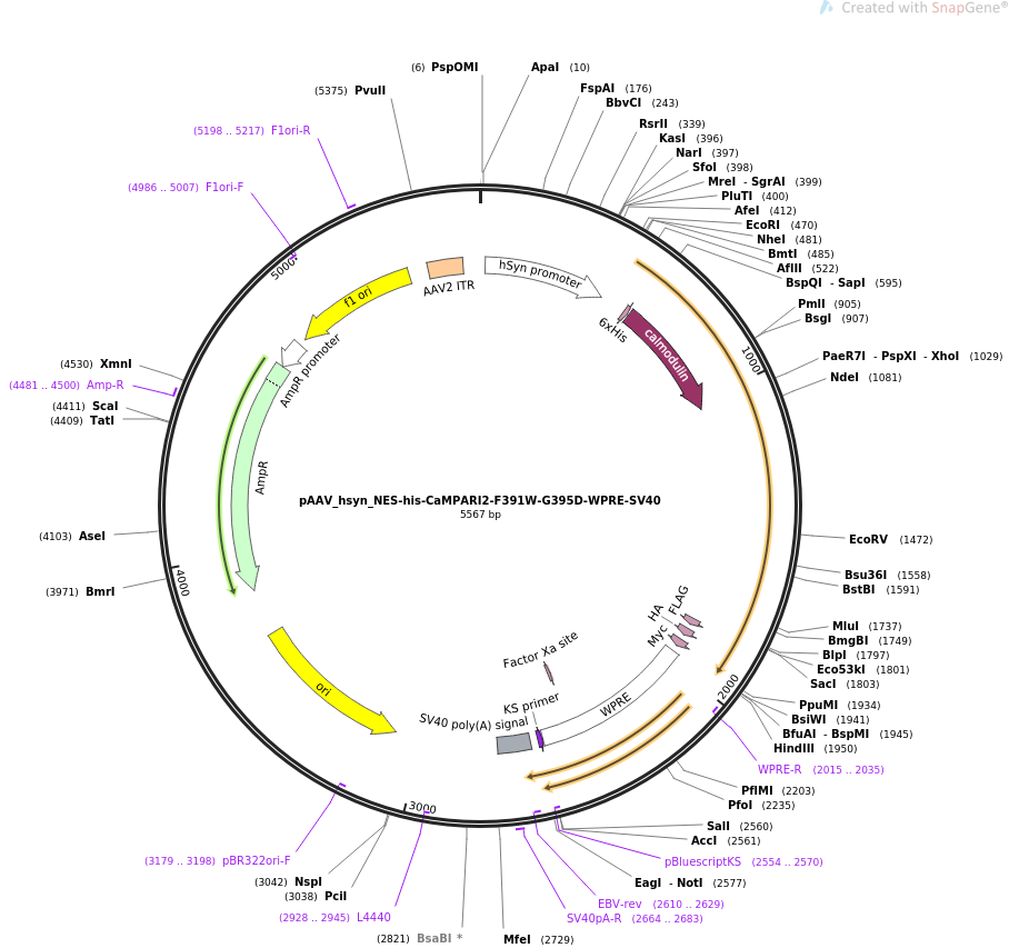 pAAV_hsyn_NES-his-CaMPARI2-F391W-G395D-WPRE-SV40载体图谱