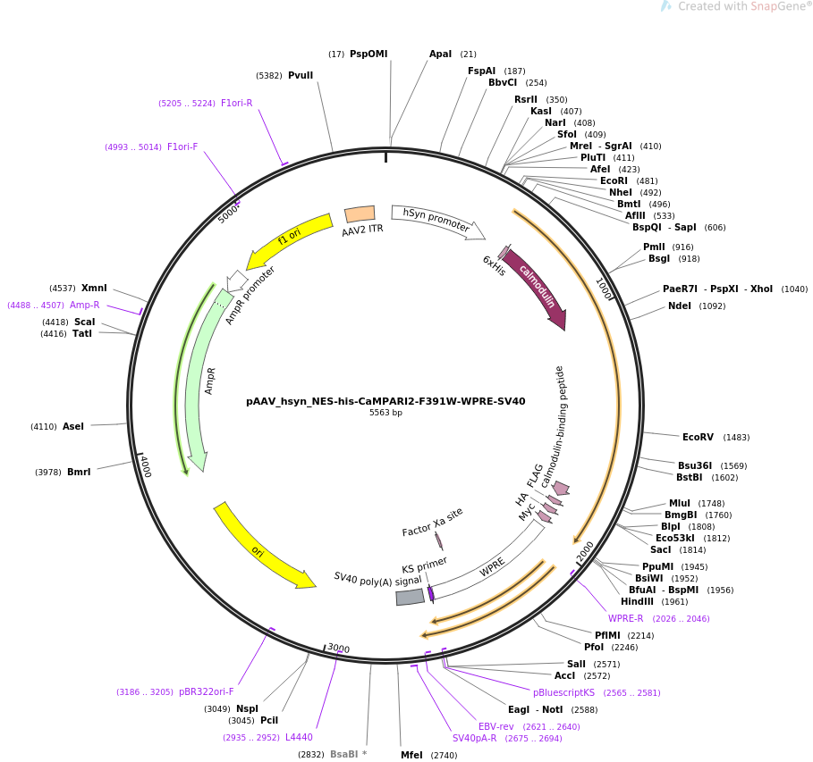 pAAV_hsyn_NES-his-CaMPARI2-F391W-WPRE-SV40载体图谱