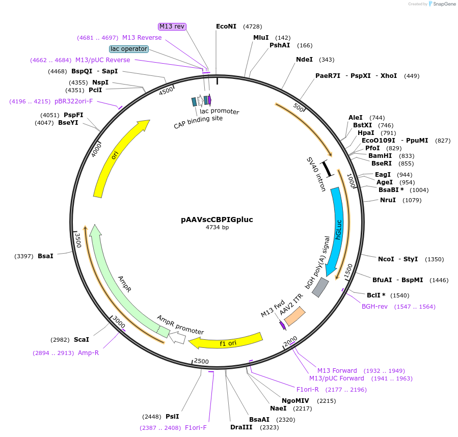 pAAVscCBPIGpluc载体图谱