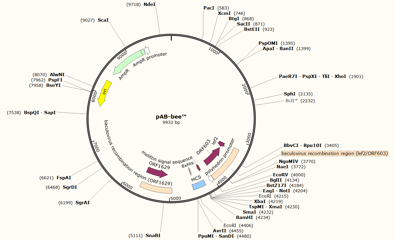 pAB-bee载体图谱