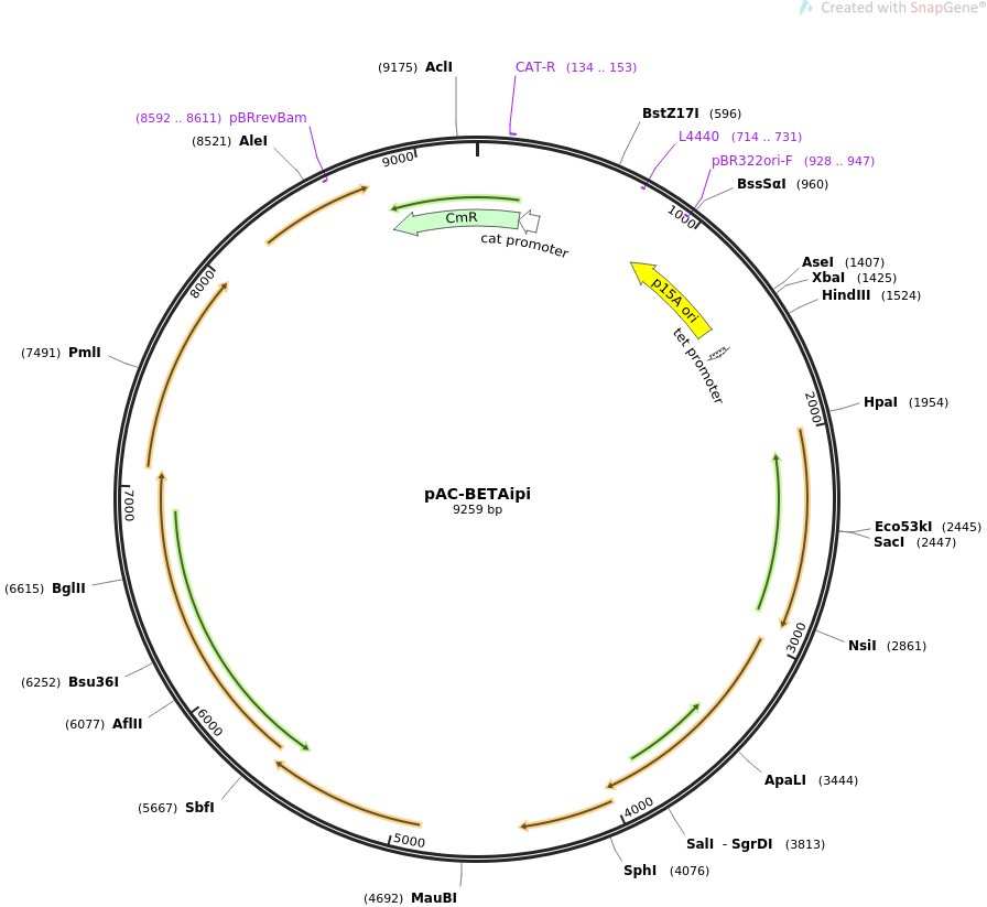 pAC-BETAipi质粒图谱