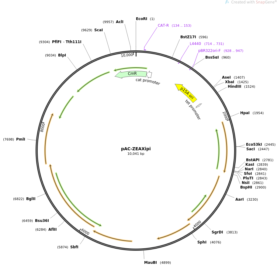 pAC-ZEAXipi载体图谱