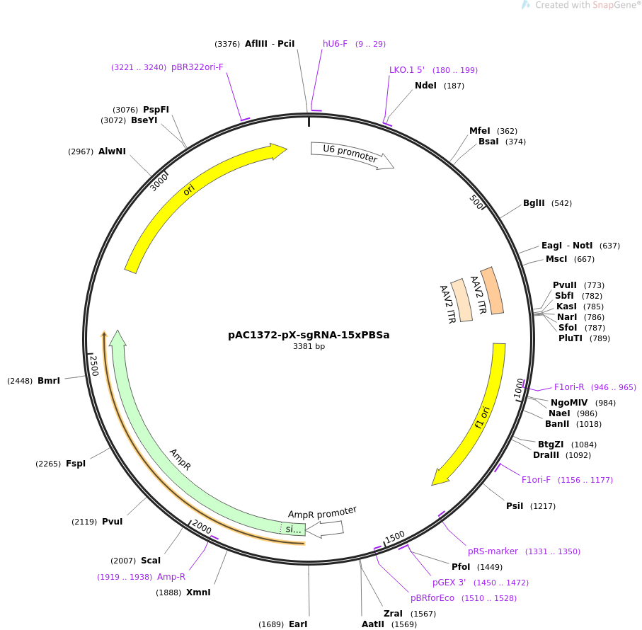 pAC1372-pX-sgRNA-15xPBSa载体图谱
