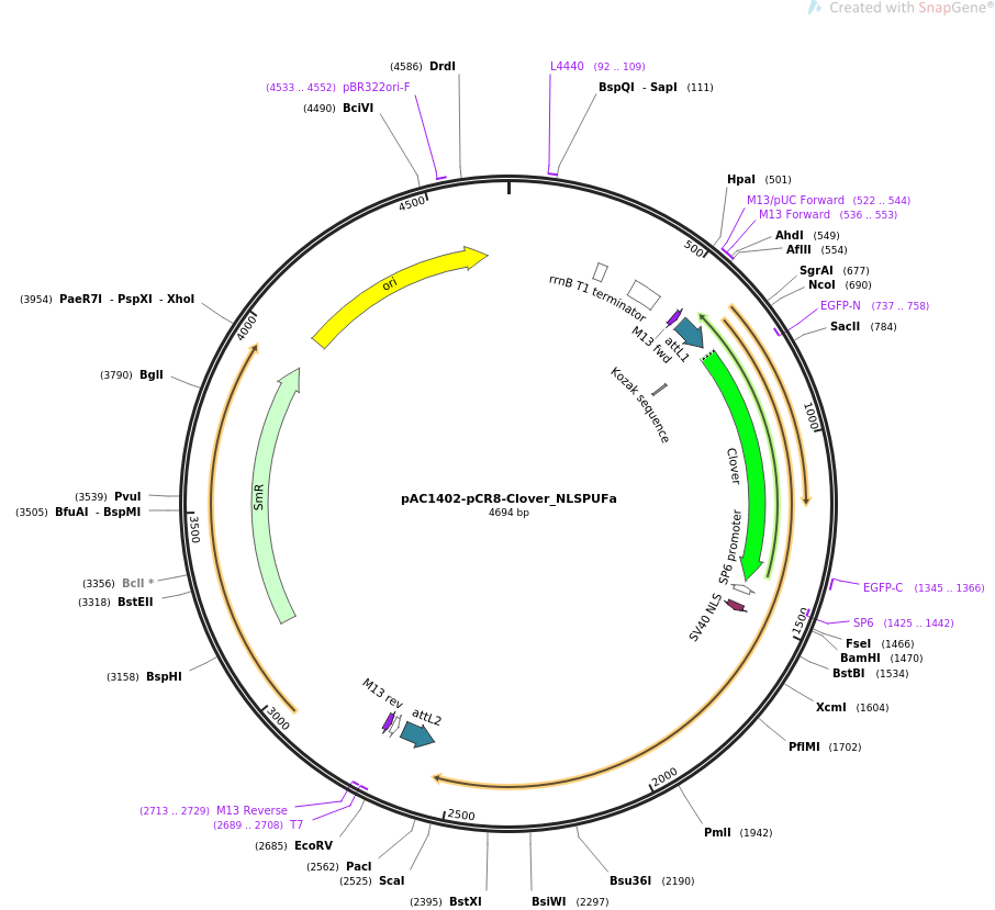 pAC1402-pCR8-Clover_NLSPUFa载体图谱