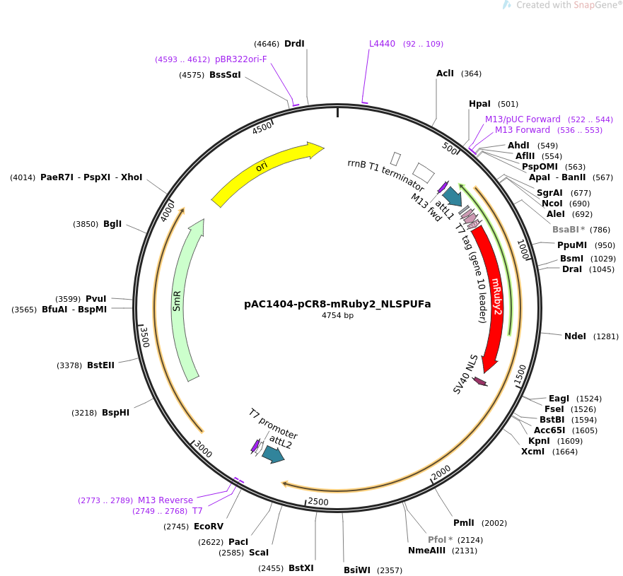 pAC1404-pCR8-mRuby2_NLSPUFa载体图谱