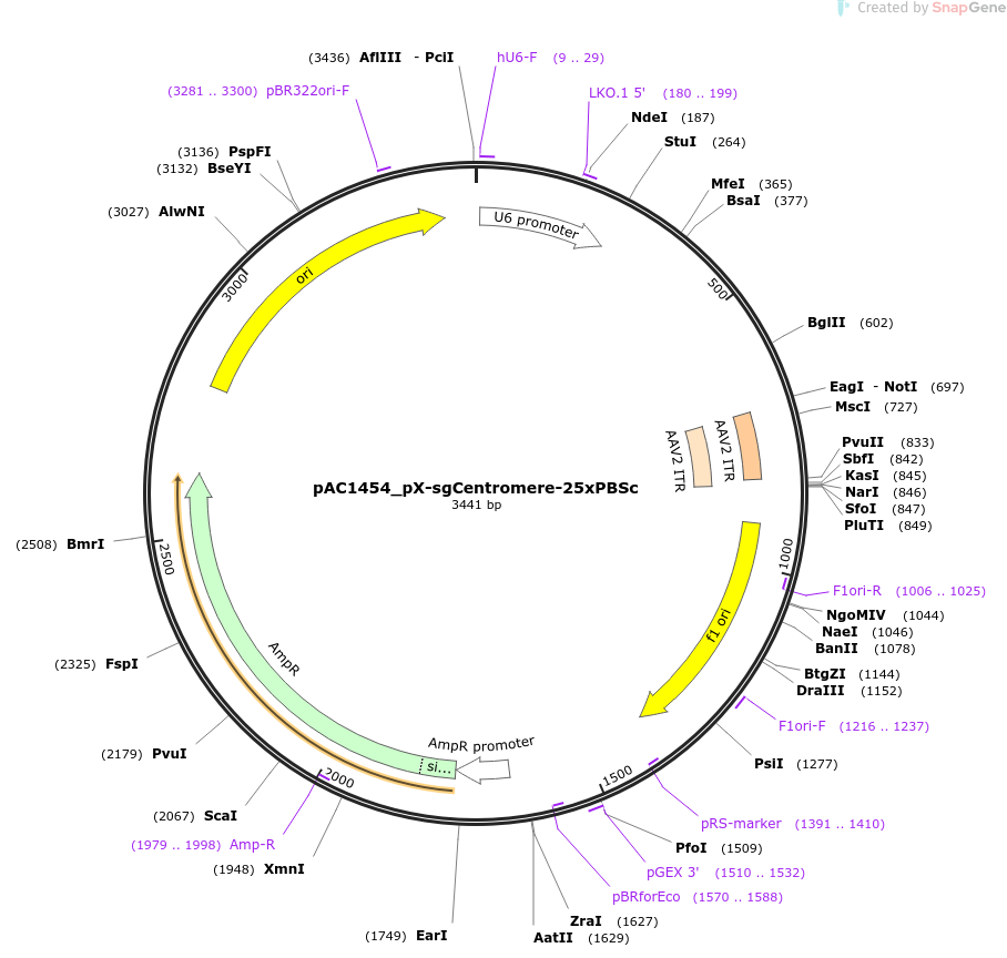 pAC1454_pX-sgCentromere-25xPBSc载体图谱