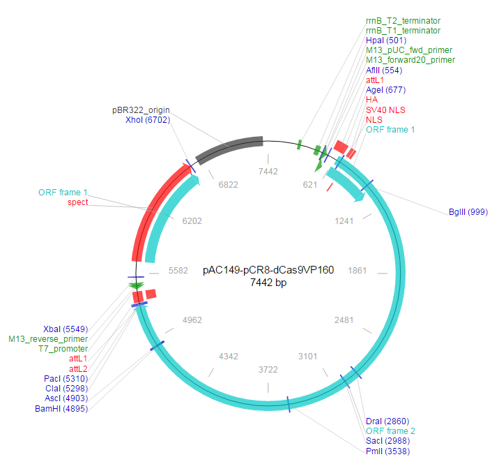 pAC149-pCR8-dCas9VP160载体图谱