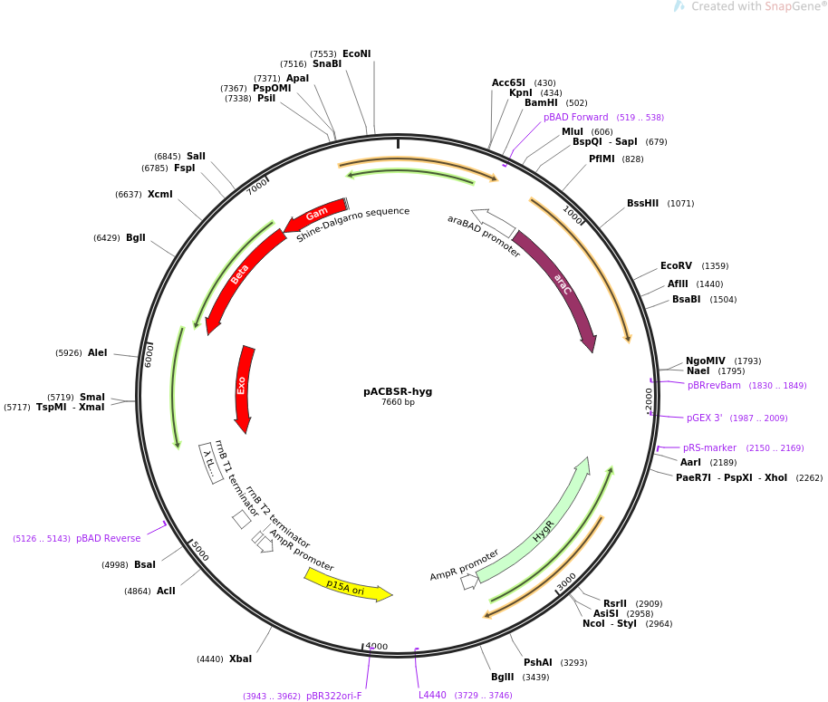pACBSR-hyg质粒图谱