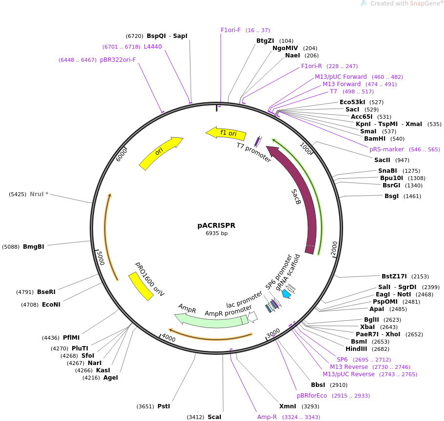pACRISPR质粒图谱