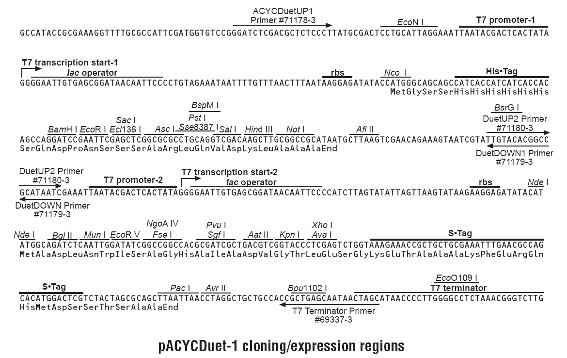 pACYCDuet-1多克隆位点
