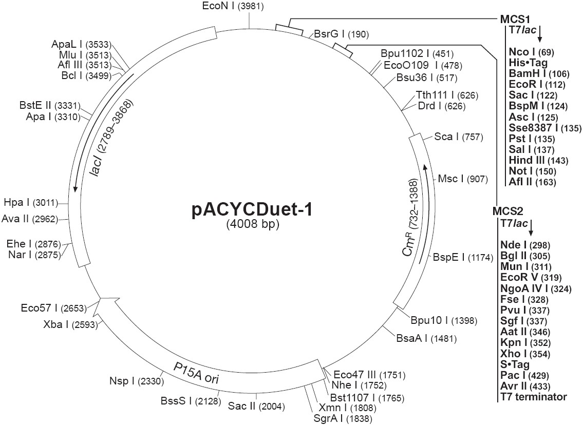 pACYCDuet-1载体图谱