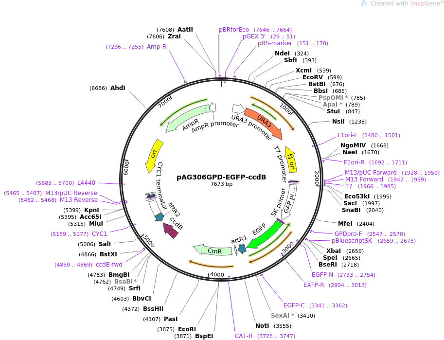 pAG306GPD-EGFP-ccdB质粒图谱