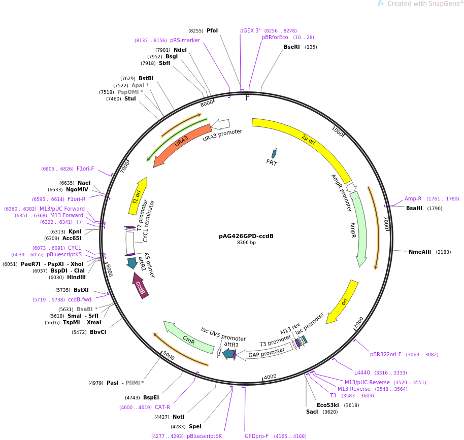 pAG426GPD-ccdB质粒图谱