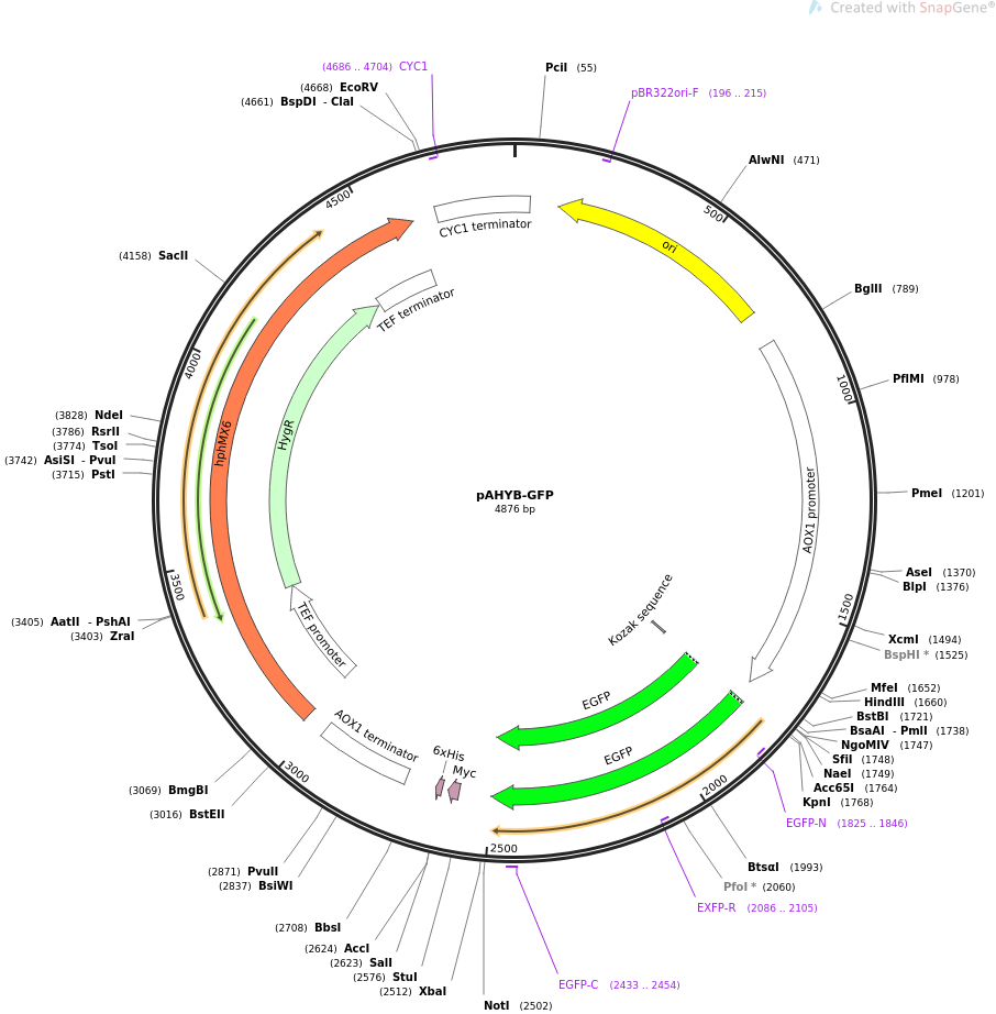 pAHYB-GFP载体图谱