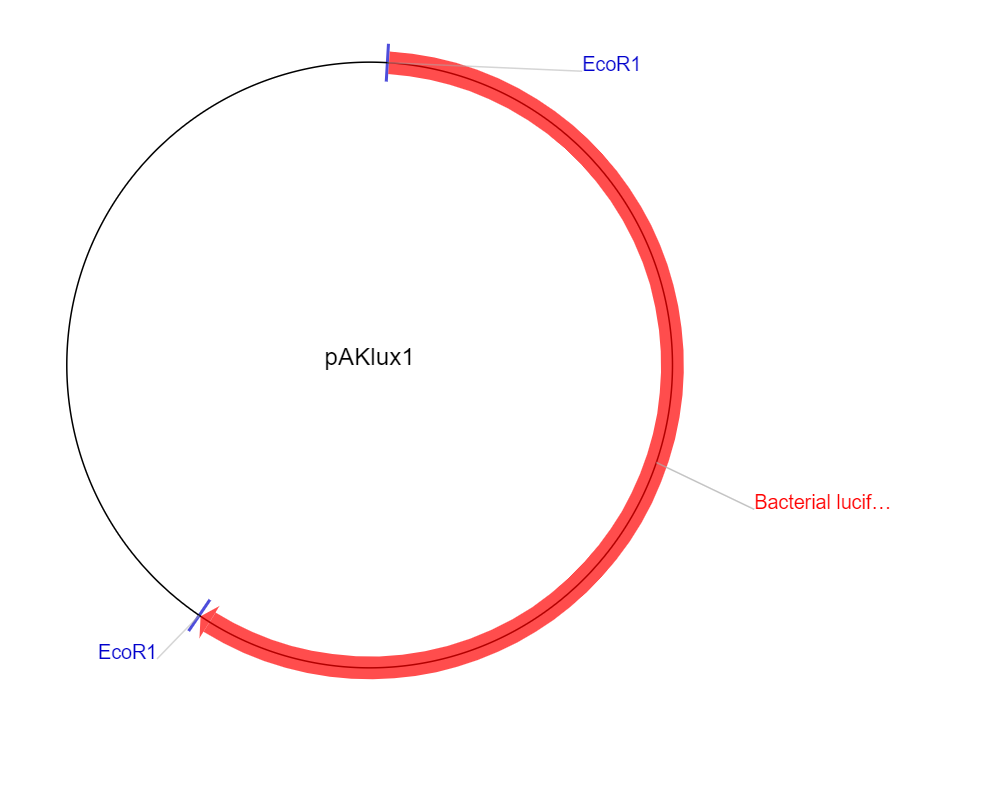 pAKlux1载体图谱