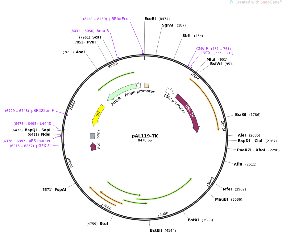 pAL119-TK质粒图谱