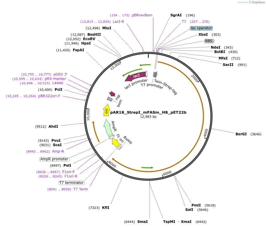 pAR18_StrepI_mFASm_H8_pET22b载体图谱