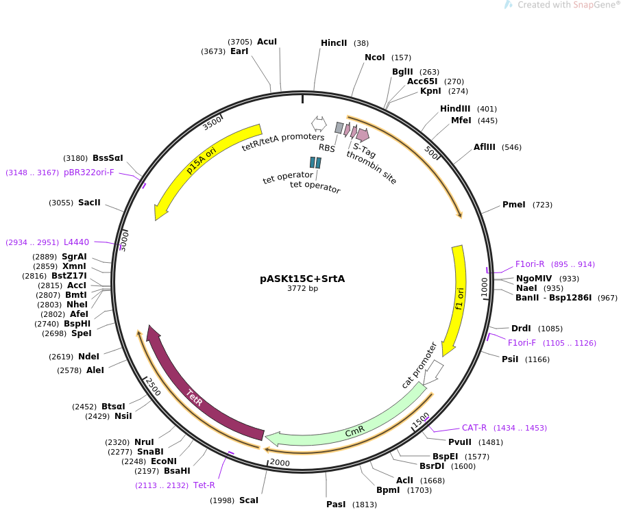 pASKt15C+SrtA质粒图谱