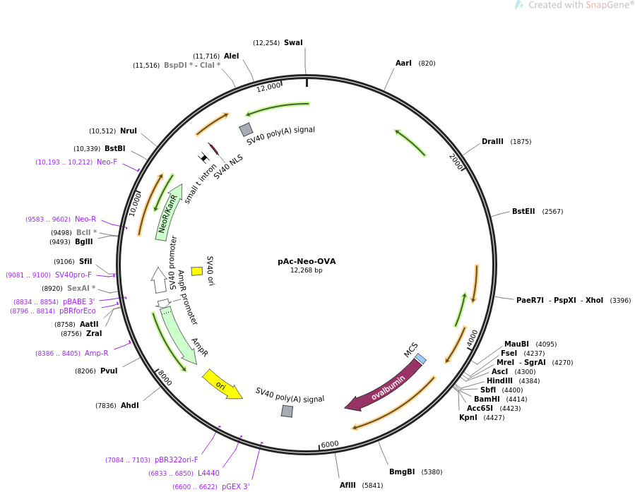 pAc-Neo-OVA载体图谱