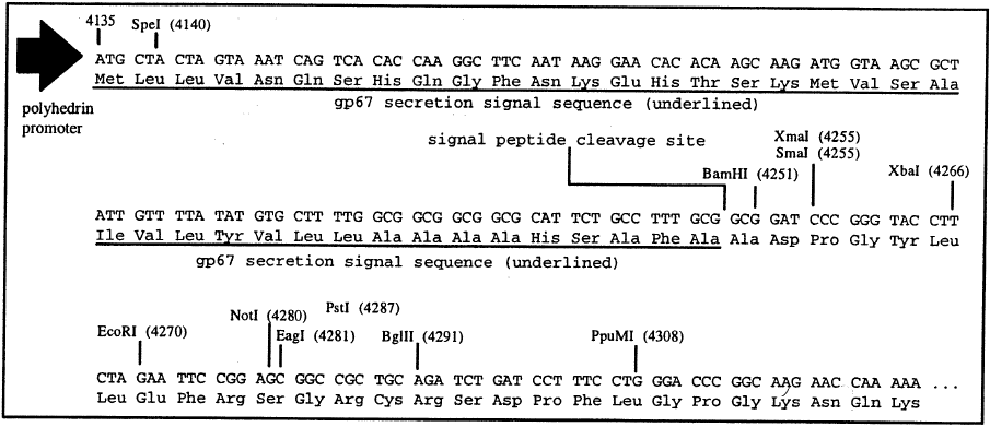pAcGP67A多克隆位点 点击看大图 pAcGP67A多克隆位点