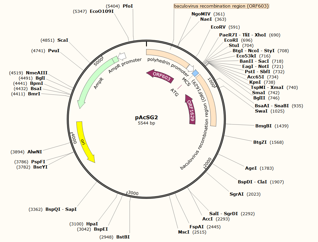 pAcSG2载体图谱