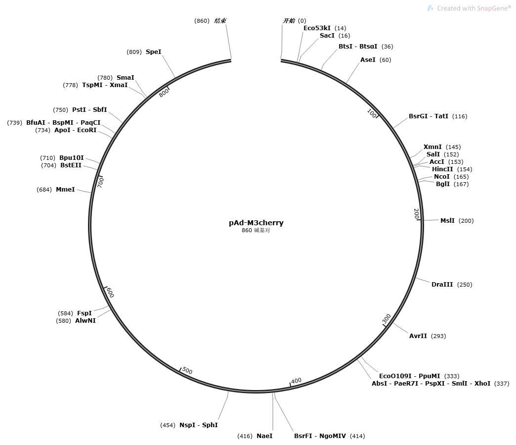 pAd-M3cherry载体图谱