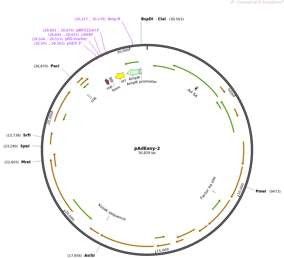pAdEasy-2质粒图谱