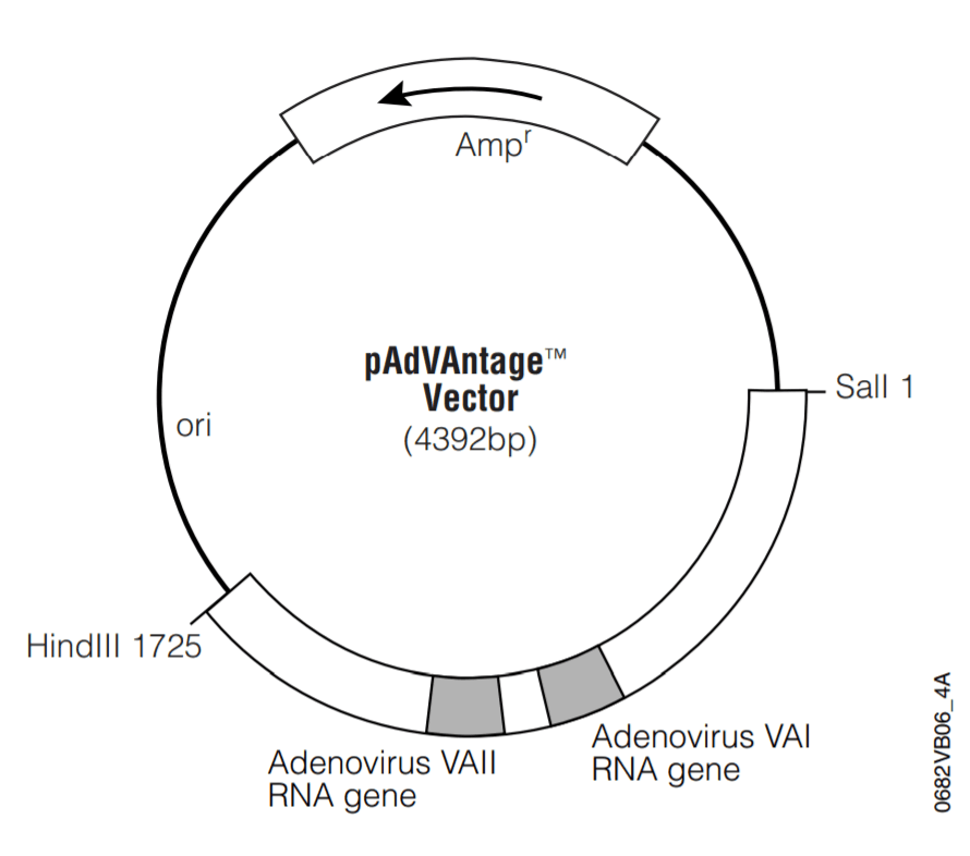 pAdVAntage载体图谱