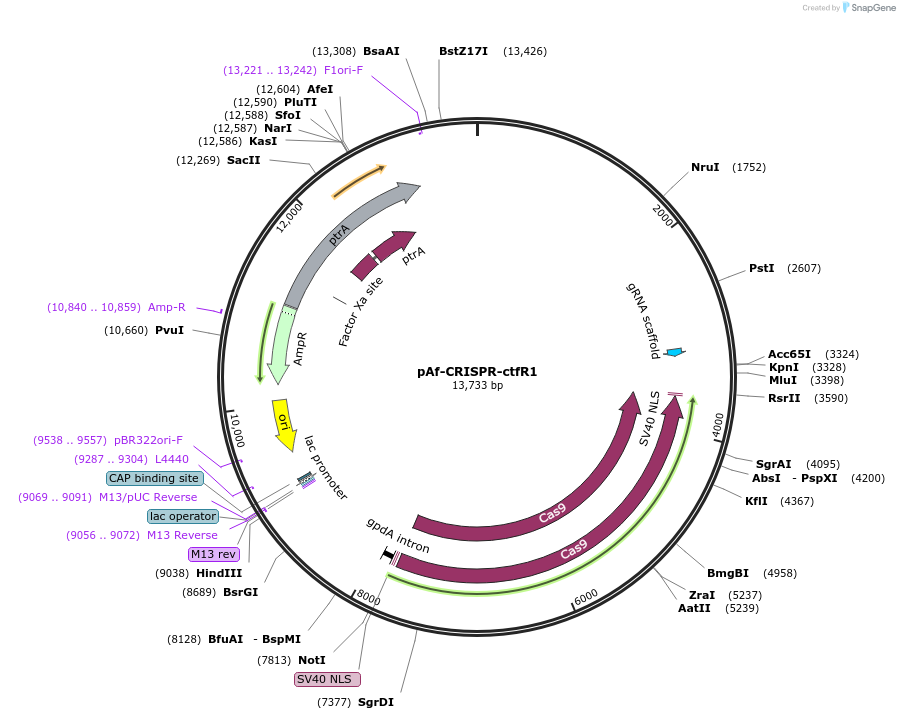 pAf-CRISPR-ctfR1载体图谱