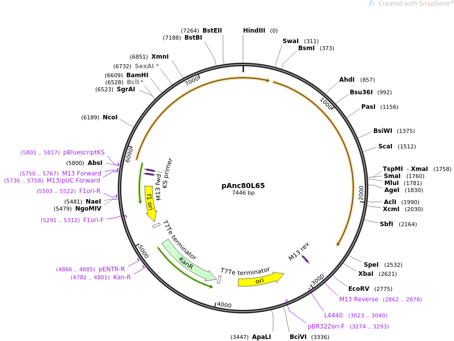 pAnc80L65质粒图谱
