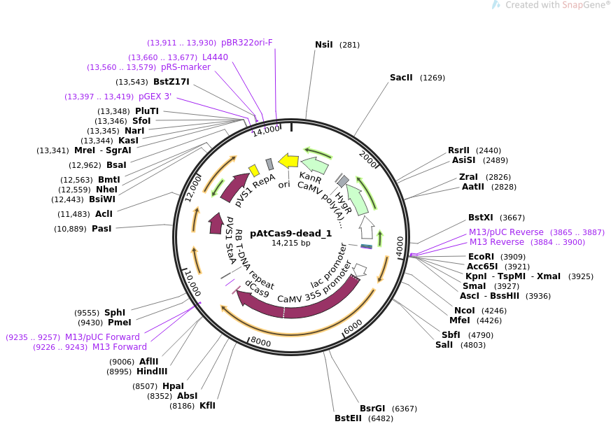pAtCas9-dead_1质粒图谱