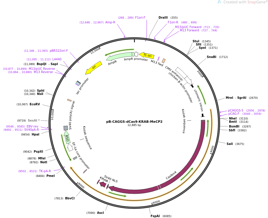 pB-CAGGS-dCas9-KRAB-MeCP2载体图谱