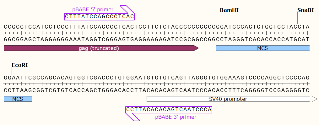pBABE-GFP多克隆位点 点击看大图 pBABE-GFP多克隆位点