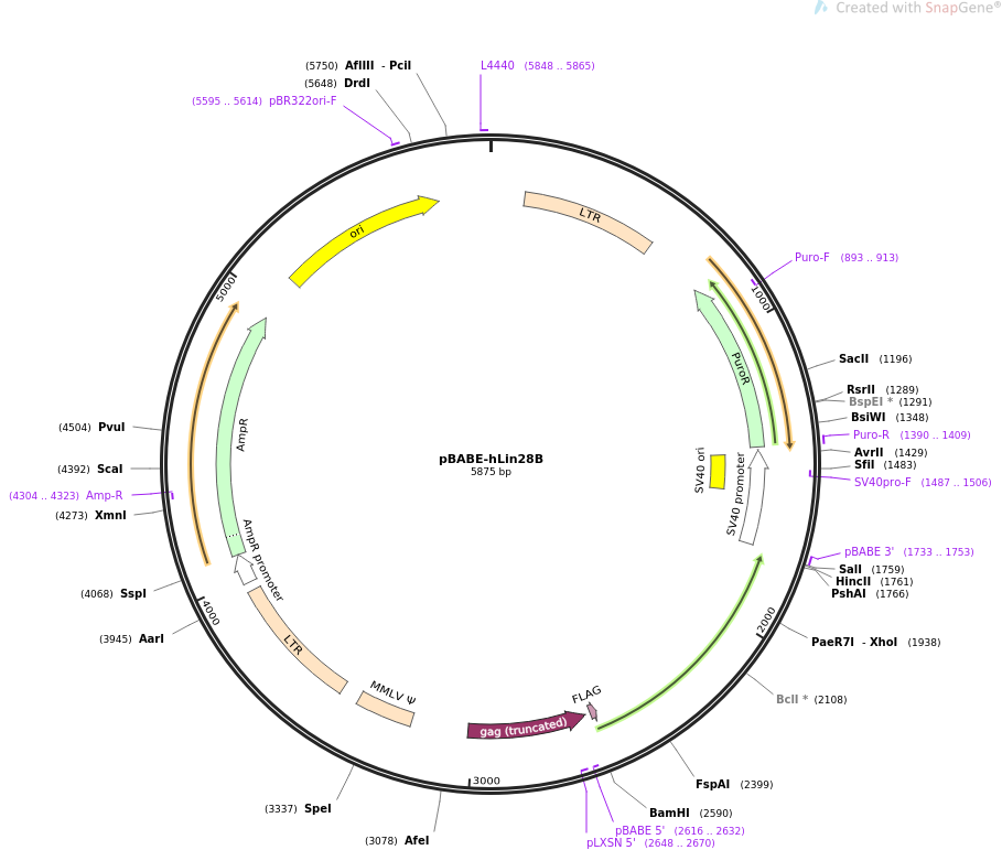 pBABE-hLin28B质粒图谱