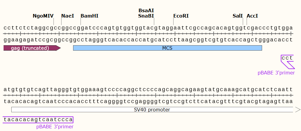 pBABE-hygro多克隆位点 点击看大图 pBABE-hygro多克隆位点