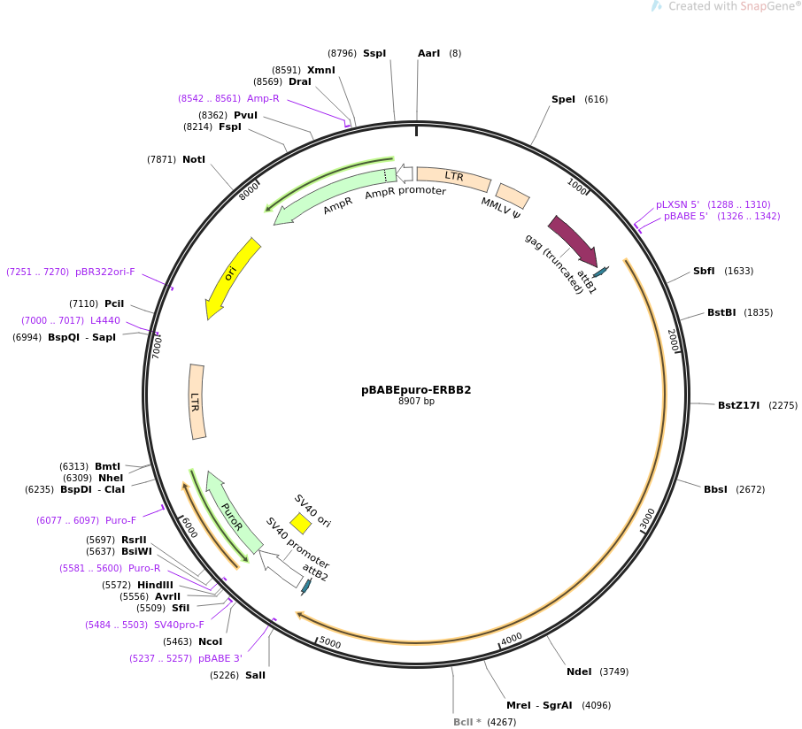 pBABEpuro-ERBB2质粒图谱