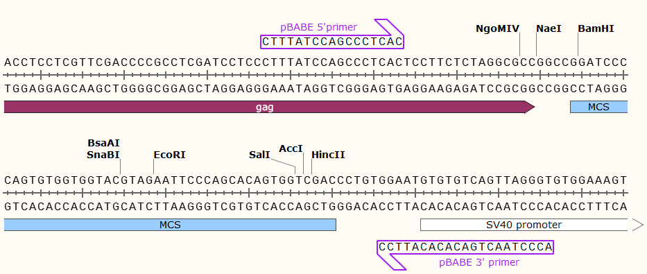 pBABE多克隆位点 点击看大图 pBABE多克隆位点