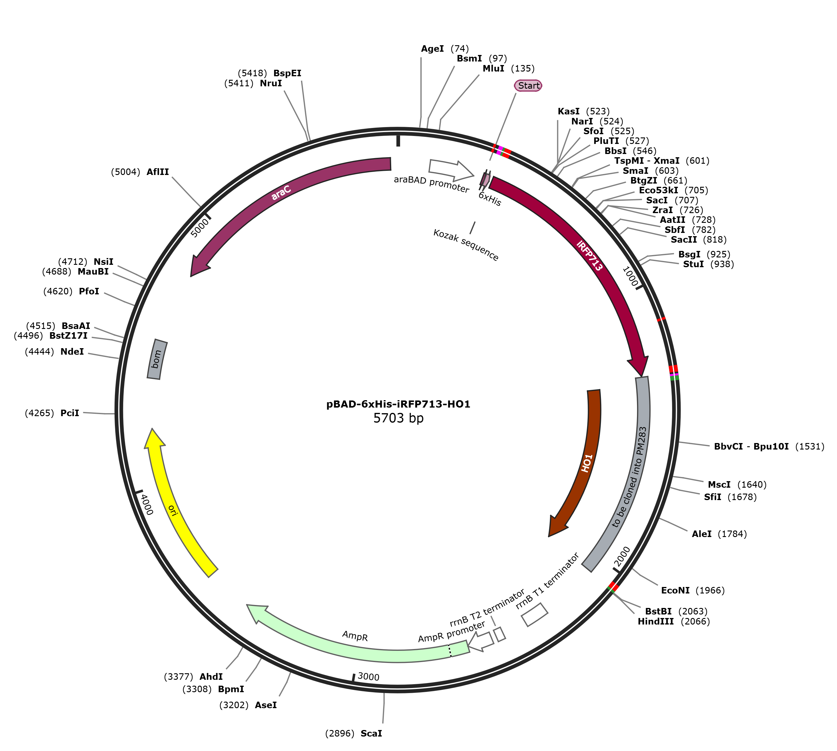 pBAD-6xHis-iRFP713-HO1载体图谱