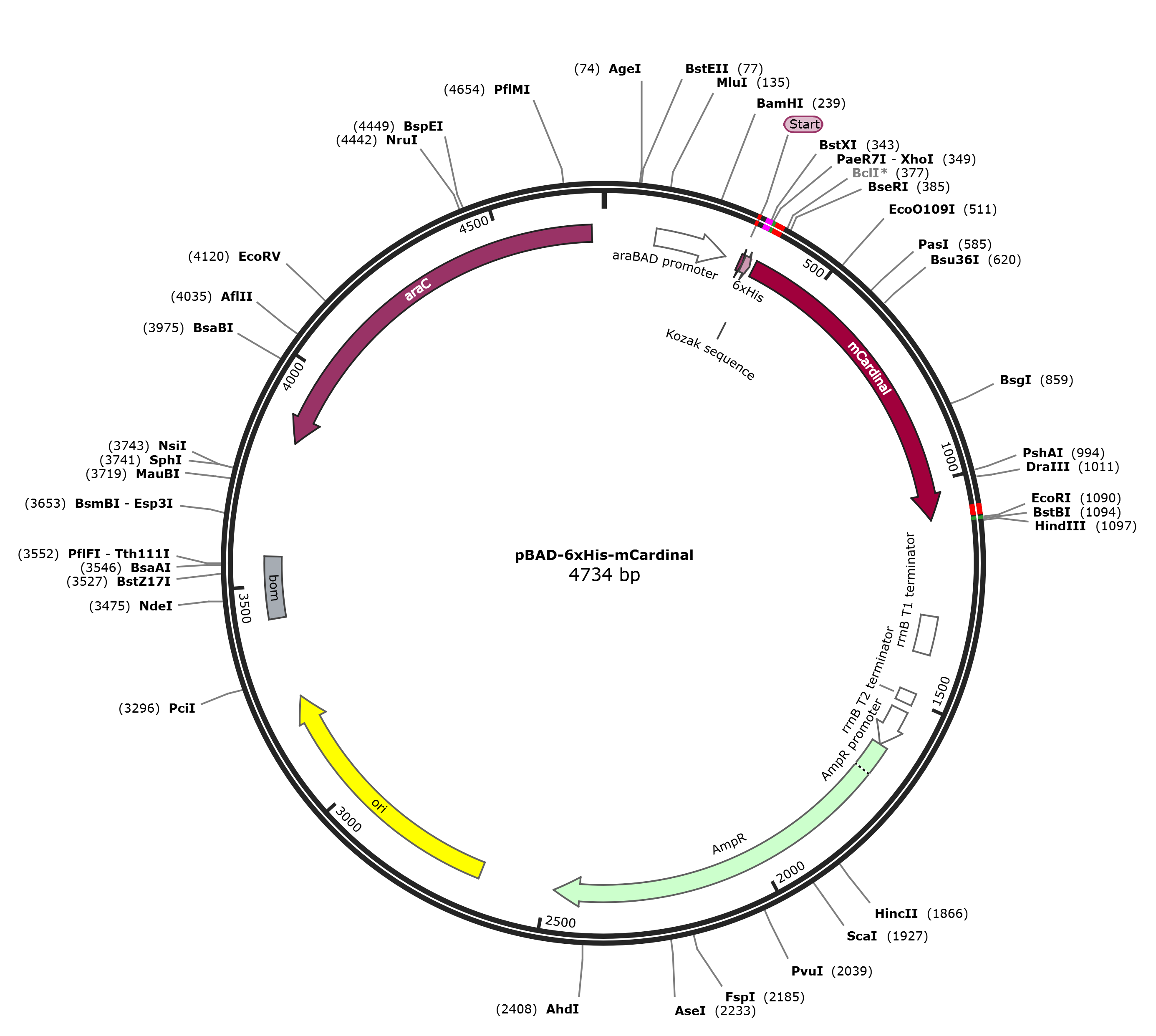 pBAD-6xHis-mCardinal载体图谱