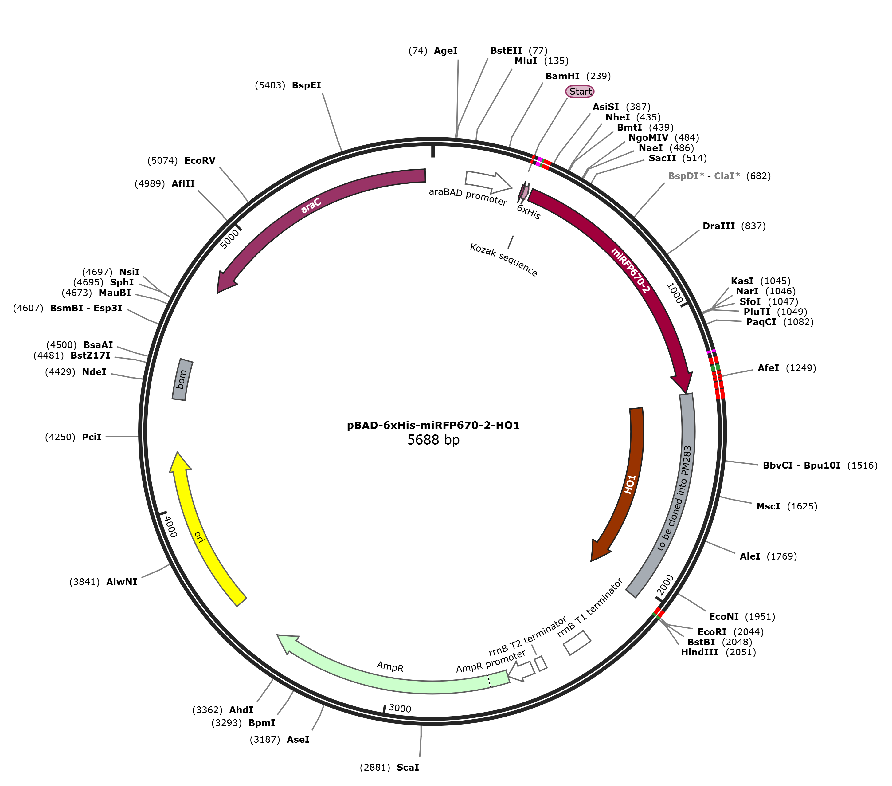 pBAD-6xHis-miRFP670-2-HO1载体图谱