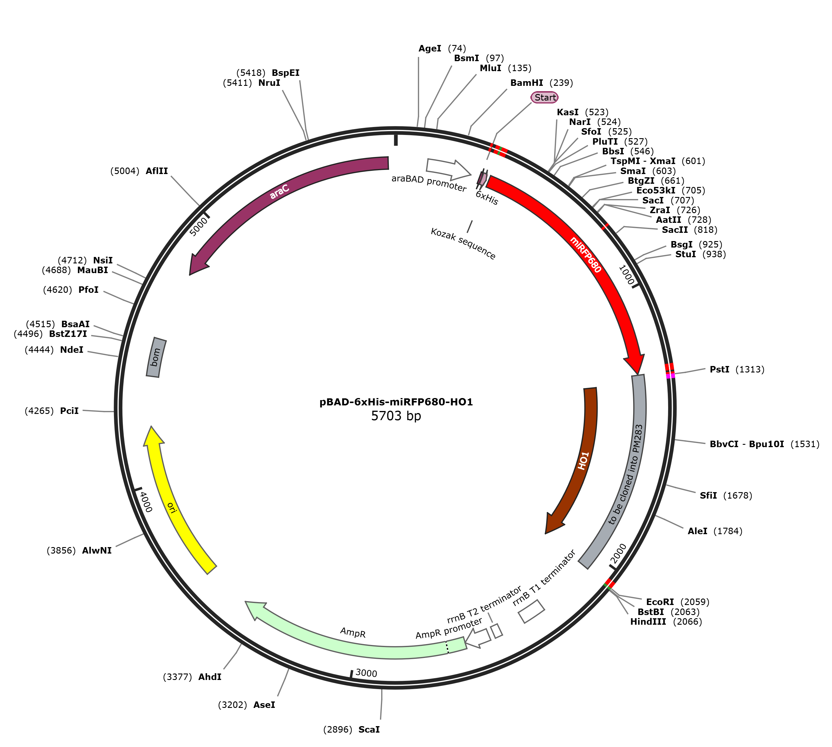 pBAD-6xHis-miRFP680-HO1载体图谱