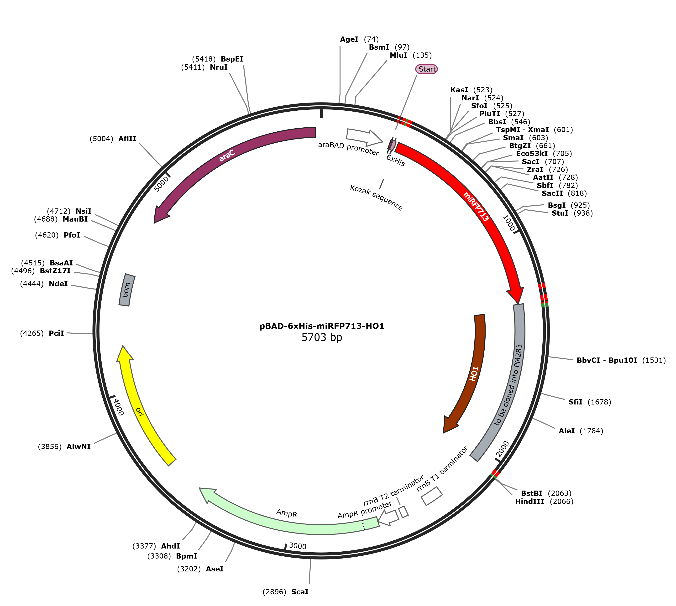 pBAD-6xHis-miRFP713-HO1载体图谱