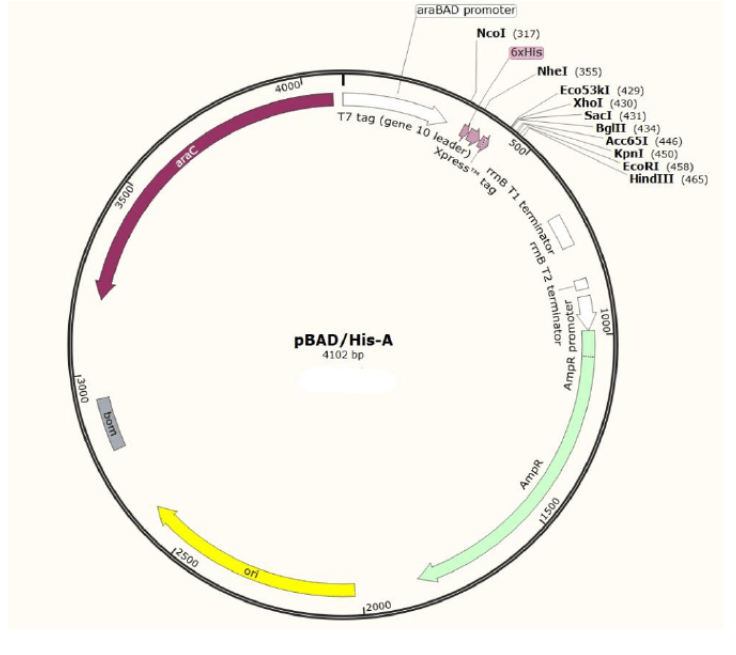 pBAD-HisA载体图谱