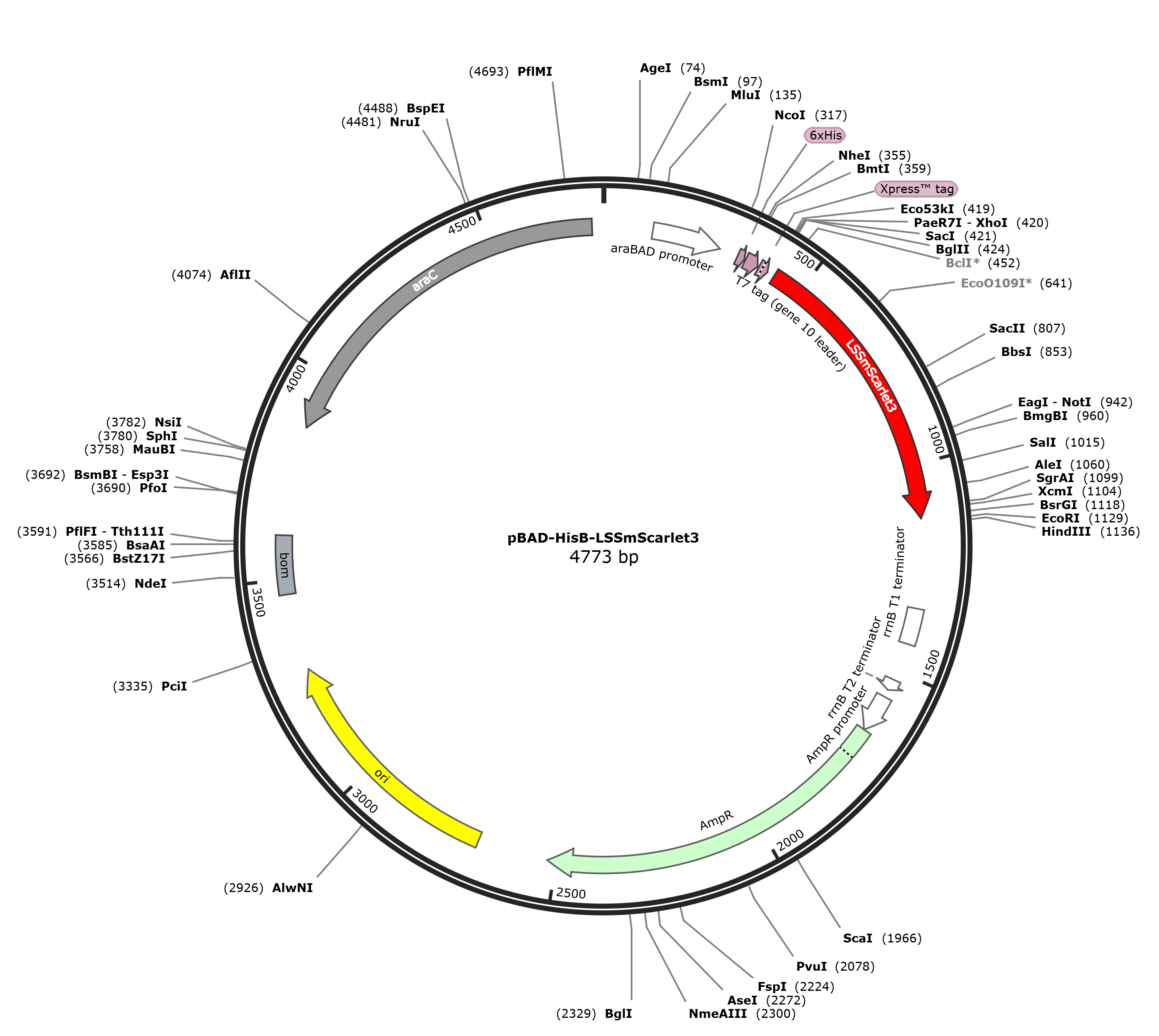 pBAD-HisB-LSSmScarlet3载体图谱