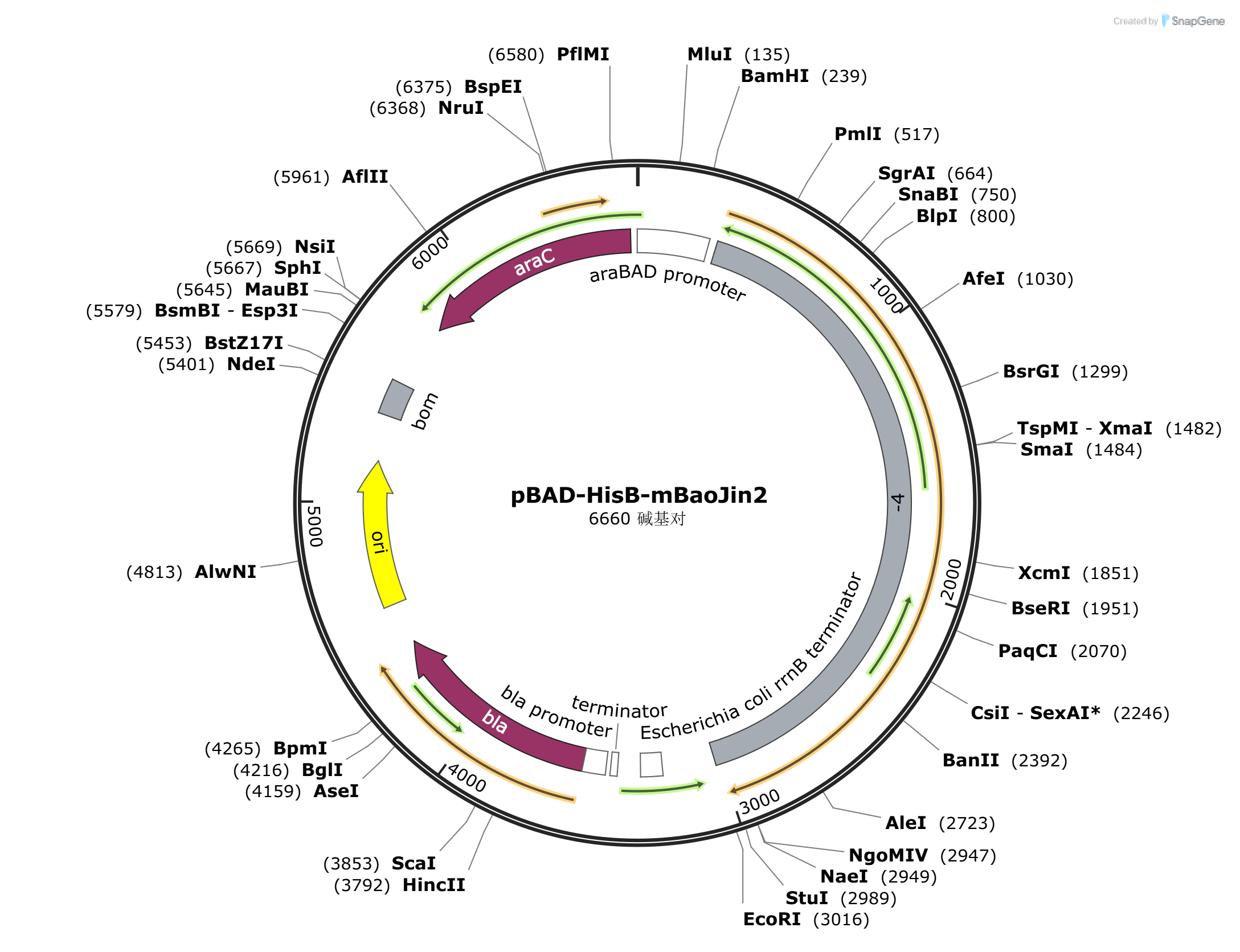 pBAD-HisB-T4gene43载体图谱